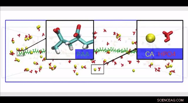 Advanced Biomimetic Collagen–Ligand Modeling Illuminates Intrafibrillar Mineralization