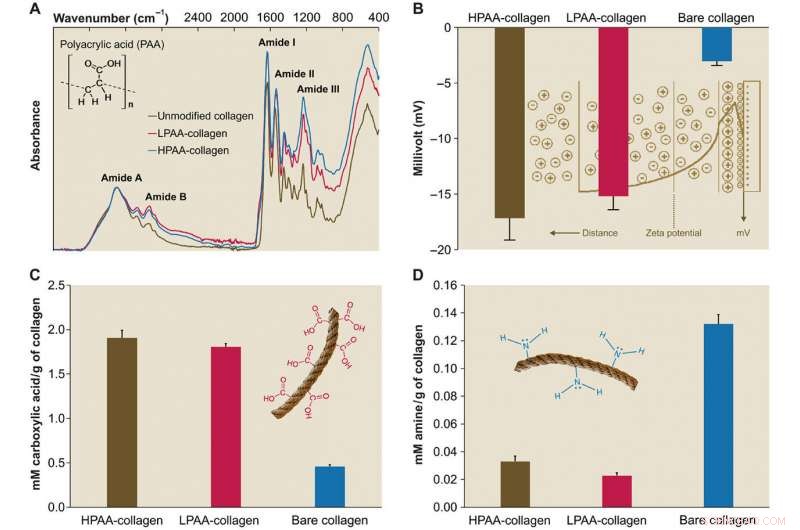 Advanced Biomimetic Collagen–Ligand Modeling Illuminates Intrafibrillar Mineralization