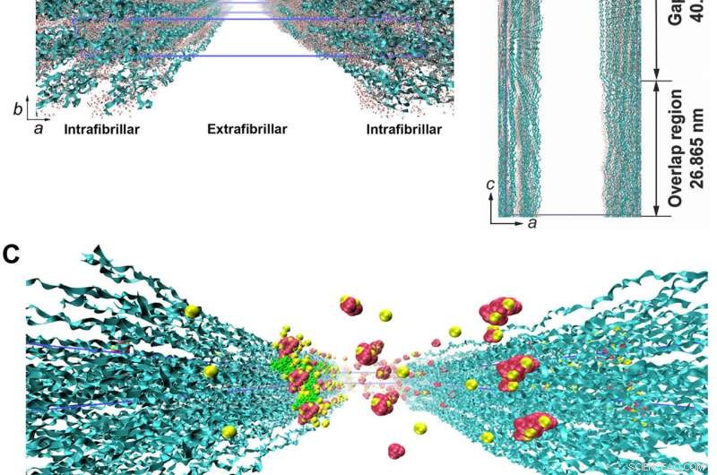 Advanced Biomimetic Collagen–Ligand Modeling Illuminates Intrafibrillar Mineralization