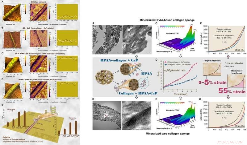 Advanced Biomimetic Collagen–Ligand Modeling Illuminates Intrafibrillar Mineralization