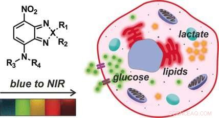 Advanced Imaging of Cellular Metabolism Promises Improved Cancer Diagnosis