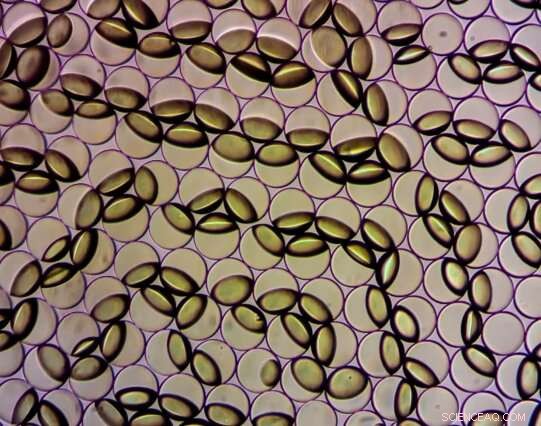 Innovative Spin‑Off Targets Breakthrough in Food Safety Testing