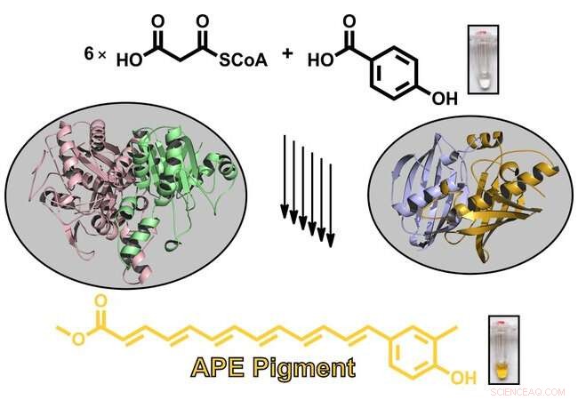 How Bacteria Produce Ubiquitous Protective Pigments: Unveiling Their Biosynthetic Pathways