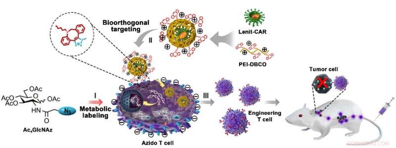 Scientists Create Artificial Chemical Receptor to Enhance Viral Transduction in CAR‑T Cell Engineering