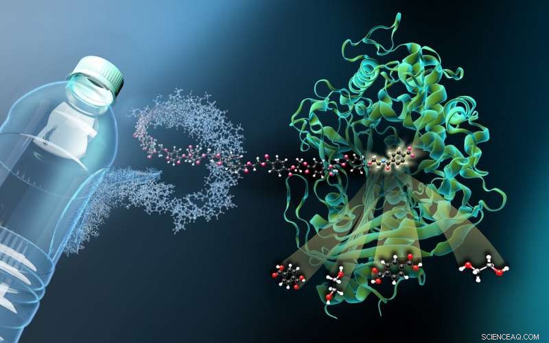 Scientists Unveil Enzyme Duo that Cuts Plastic, Advancing Waste Recycling