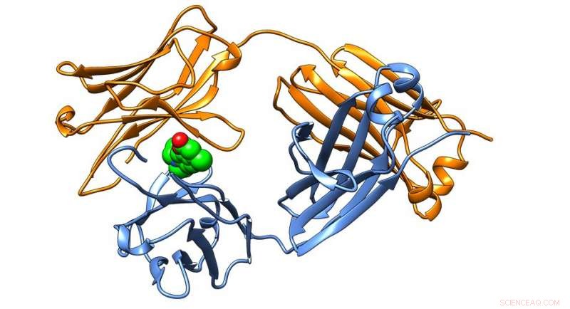 New Small-Molecule Approach Targets Errant Proteins in AL Amyloidosis, Offering Hope for Novel Therapies