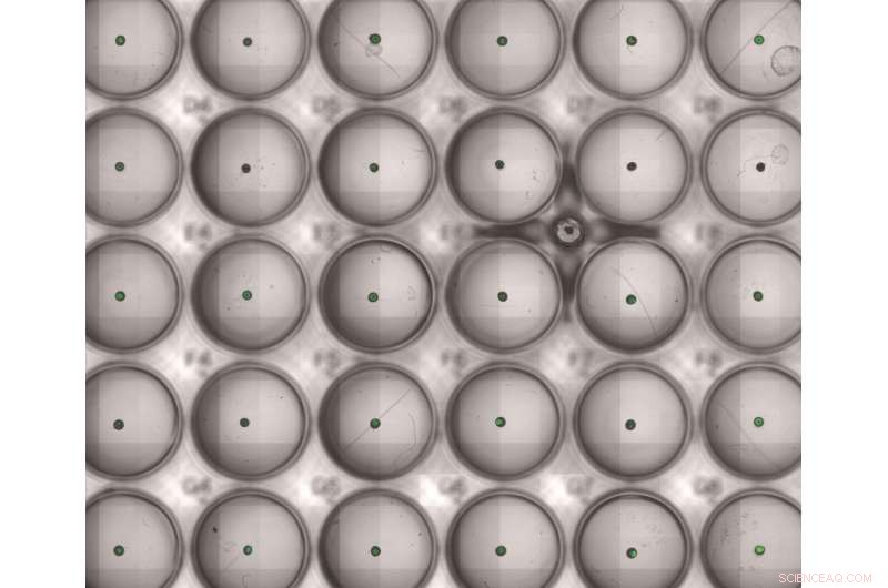 New In‑Vitro Platform Accelerates Identification of Optimal Bacterial Cancer Therapies