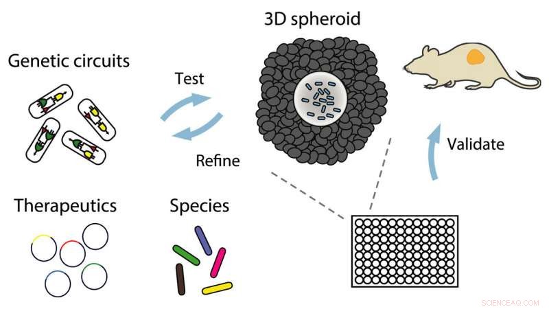 New In‑Vitro Platform Accelerates Identification of Optimal Bacterial Cancer Therapies
