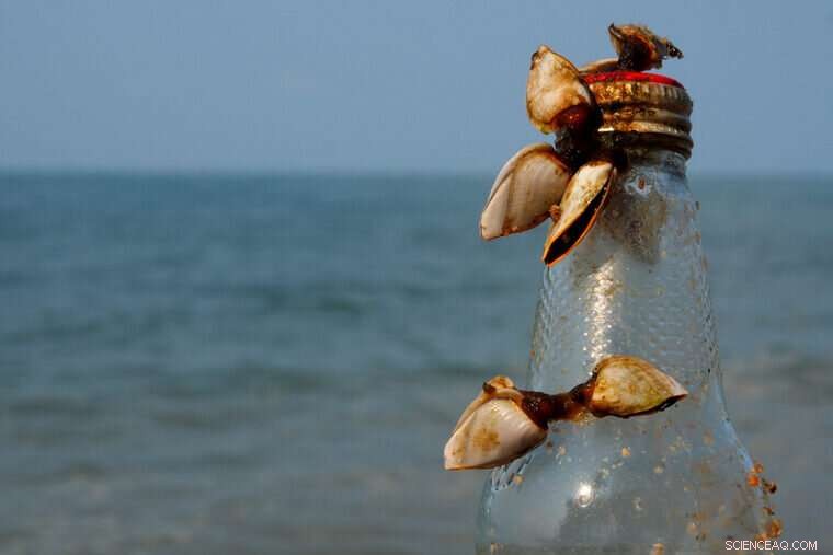 Engineered Microbial Adhesives: Mimicking Mussels for Reliable Underwater Bonding