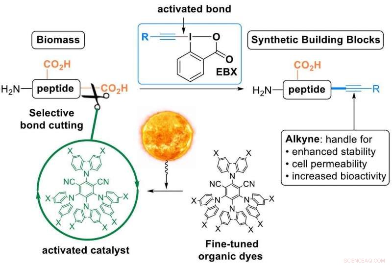 Harnessing Light and Peptides: A Novel Approach to Expand Life s Natural Building Blocks