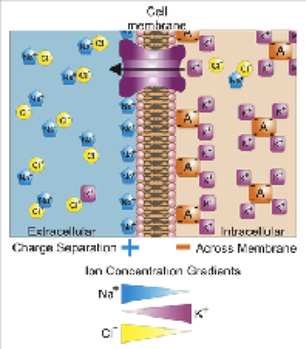 Engineering High-Speed Ion Transporters: A Breakthrough in Membrane Channel Design