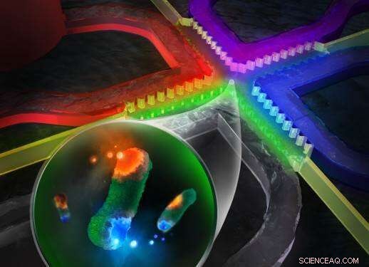 Rapid On-Chip Drug Screening Reveals Antibiotic Synergies in Just 8 Hours