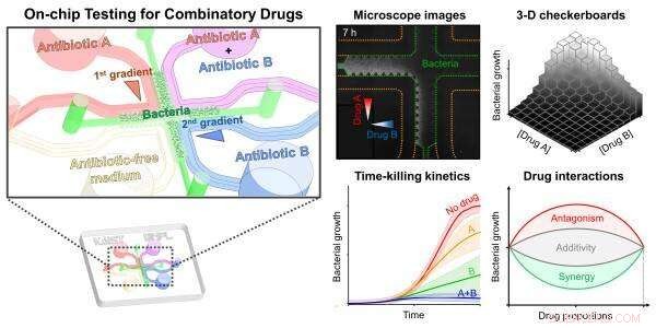 Rapid On-Chip Drug Screening Reveals Antibiotic Synergies in Just 8 Hours