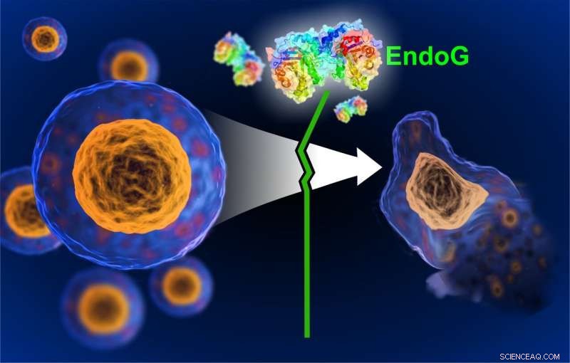 Scientists Unveil Enzyme That Inhibits Programmed Cell Death