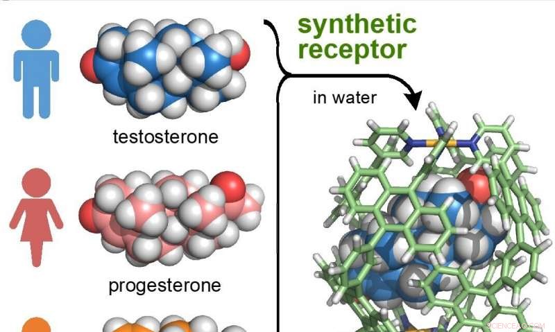 Engineered Receptor Accurately Differentiates Male and Female Hormones