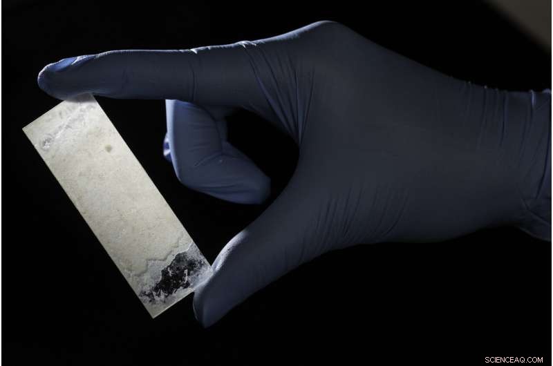 Scientists Engineer Bacteria‑Produced Artificial Mother‑of‑Pearl