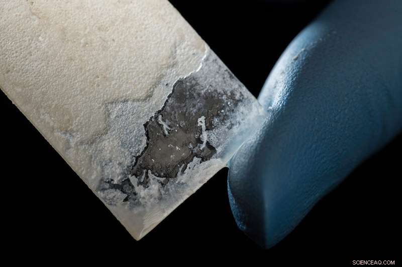 Scientists Engineer Bacteria‑Produced Artificial Mother‑of‑Pearl