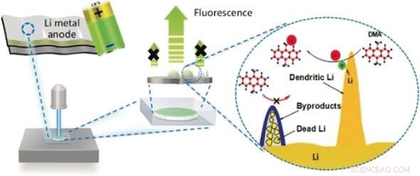 Fluorescence Probe Maps Active Lithium Distribution on Metal Anodes