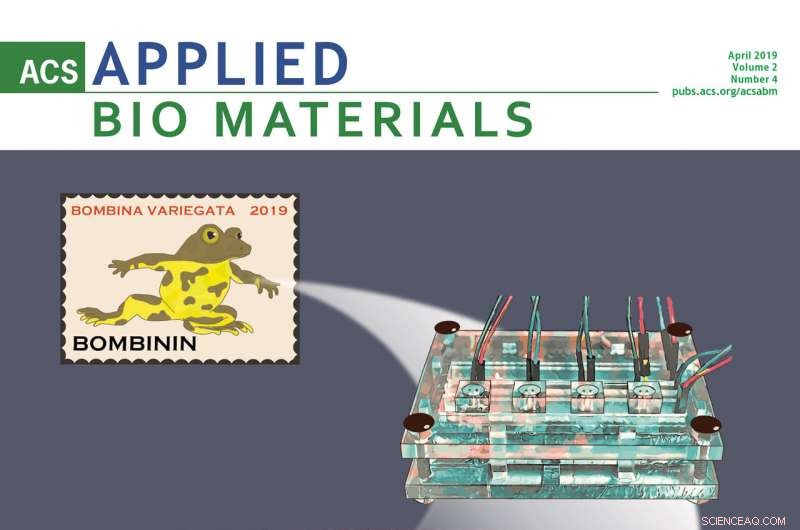 Breakthrough Study Deciphers Antimicrobial Secretions of Frogs