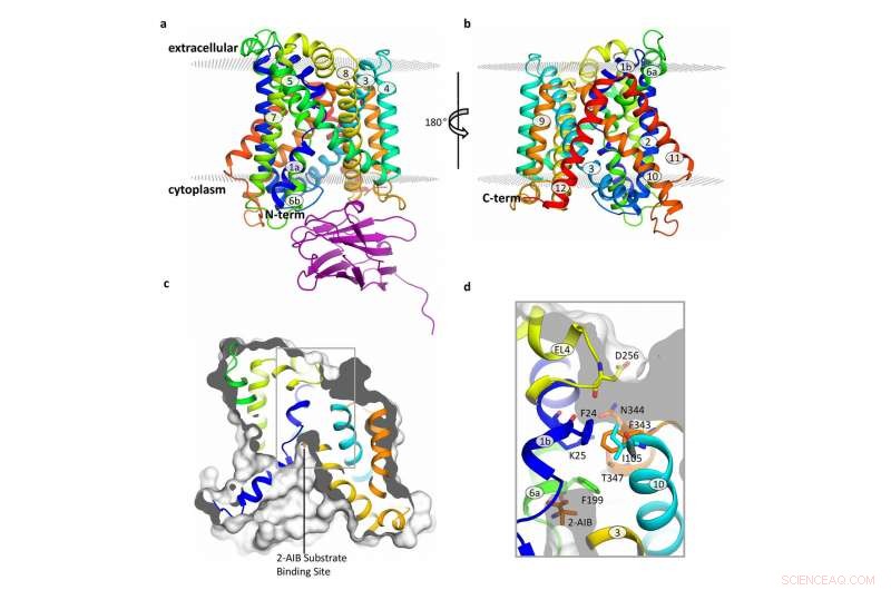 Detailed Structural Analysis of a Key L‑Amino Acid Transporter (LAT) Member