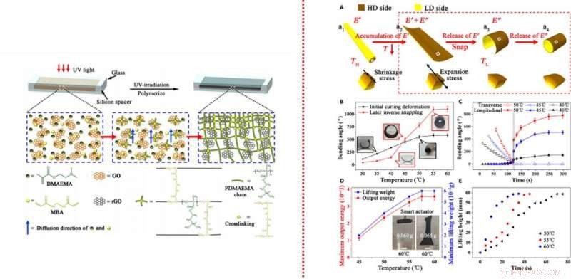 Engineering Ultra-Fast Dual-Gradient Hydrogels for Biomimetic Snapping Actuators
