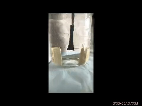 Engineering Ultra-Fast Dual-Gradient Hydrogels for Biomimetic Snapping Actuators