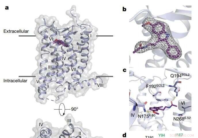Researchers Map Two Critical Melatonin Receptors, Unlocking Sleep Mechanisms