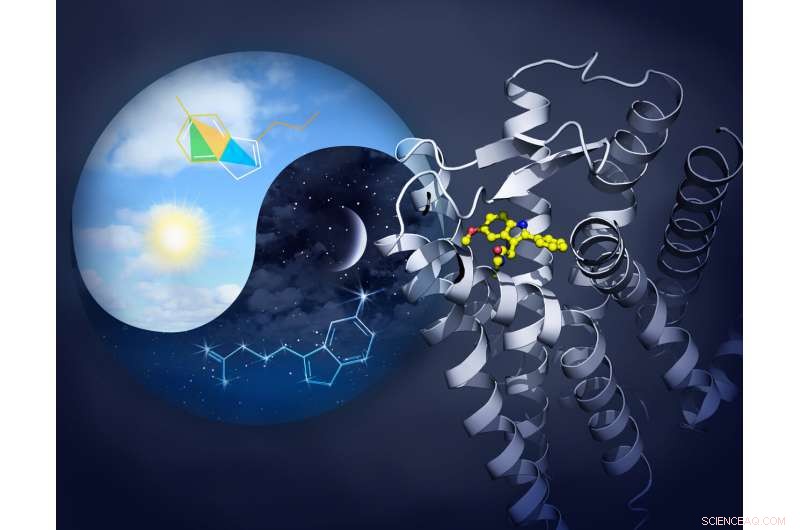 Researchers Map Two Critical Melatonin Receptors, Unlocking Sleep Mechanisms