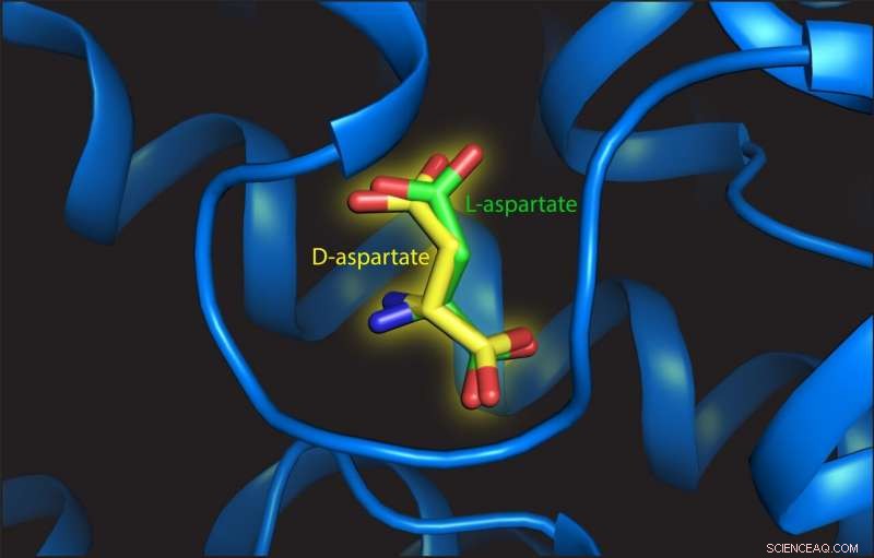 Correcting Molecular Handedness: Aligning a Right-Handed Molecule in a Left-Handed Binding Site