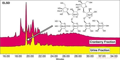 Cranberry Oligosaccharides Show Promise in Preventing Urinary Tract Infections