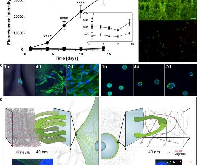 Designing ECM‑Inspired Silk Fibers for 3‑D Cell Culture Applications