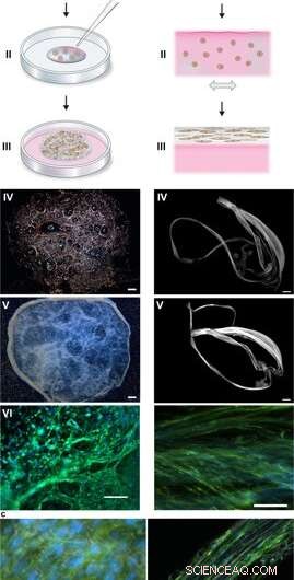 Designing ECM‑Inspired Silk Fibers for 3‑D Cell Culture Applications
