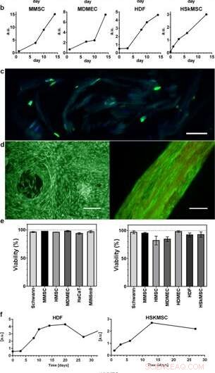 Designing ECM‑Inspired Silk Fibers for 3‑D Cell Culture Applications
