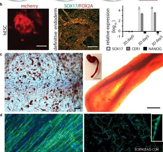 Designing ECM‑Inspired Silk Fibers for 3‑D Cell Culture Applications