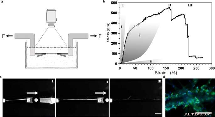 Designing ECM‑Inspired Silk Fibers for 3‑D Cell Culture Applications
