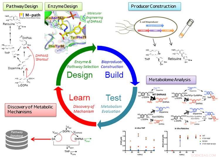 Engineered Smart Cells Drive Higher Yields of Pharmaceutical Raw Materials