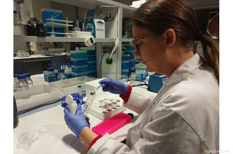 Researchers Discover Bioactive Compounds in Cacao Pods, Paving Way for New Skeletal Disorder Treatments