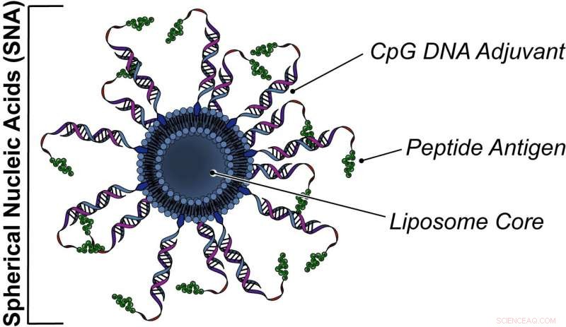 Revolutionizing Cancer Treatment: Advanced Vaccine Design Enhances Immunotherapy