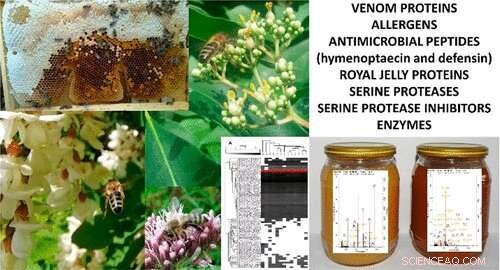 Exploring Honey s Power: The Role of Proteins in Its Health Benefits