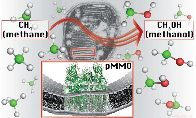 Methane-Consuming Bacteria: A Promising Solution for Sustainable Fuel