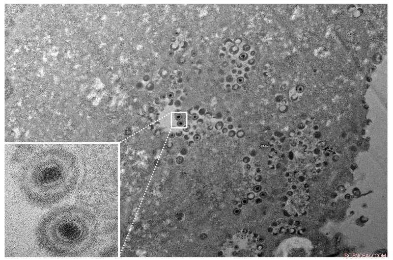 How Extreme Cold Sheds Light on Herpesvirus Infection Dynamics