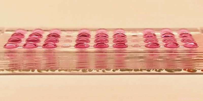 Innovative In‑Vitro Embryotoxicity Assay Detects Drug Hazards Early