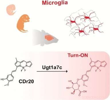 New Fluorescent Turn‑On Probe Enables Precise Visualization of Brain Microglia