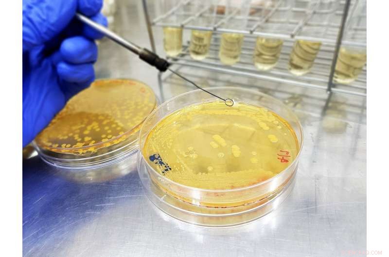 Engineering Microbes to Produce Authentic Grape Flavor