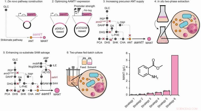 Engineering Microbes to Produce Authentic Grape Flavor