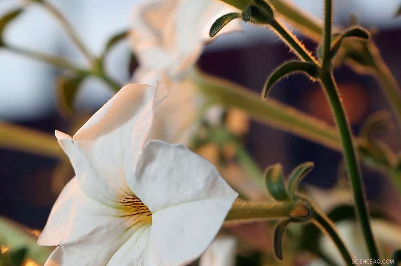 Purdue Scientists Uncover Novel Pathway for Plant Volatile Compound Transport