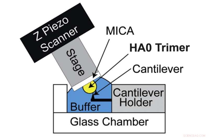 Real-Time Mapping of Influenza A Virus Virulence Factors