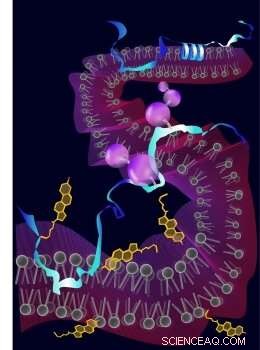 Researchers Decode Molecular Blueprint to Inactivate Cholesterol Synthesizing Enzyme