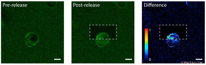 Researchers pioneer molecular tethers and chemical light sabers to build precision tissue engineering platforms
