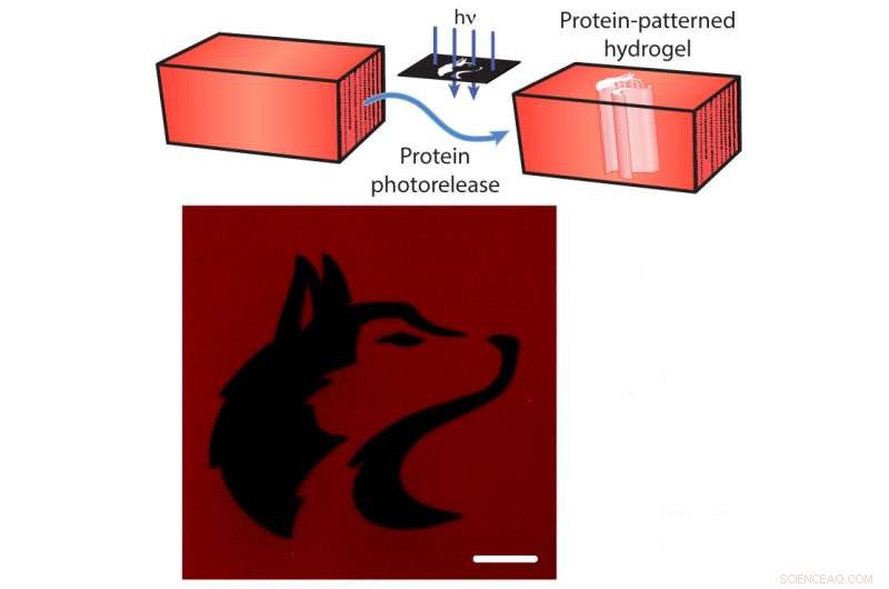 Researchers pioneer molecular tethers and chemical light sabers to build precision tissue engineering platforms
